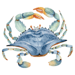Blue Crab Florida