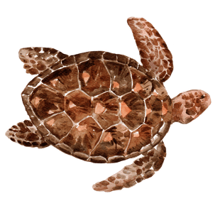 Sea Turtle Florida HWY 30a