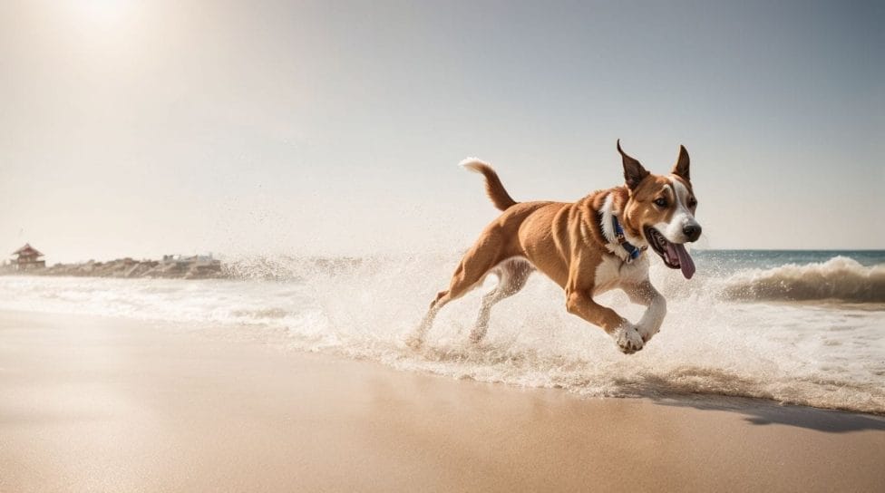 Rules for Dogs on the Beach in South Walton - 30A Pet-Friendly Spots 